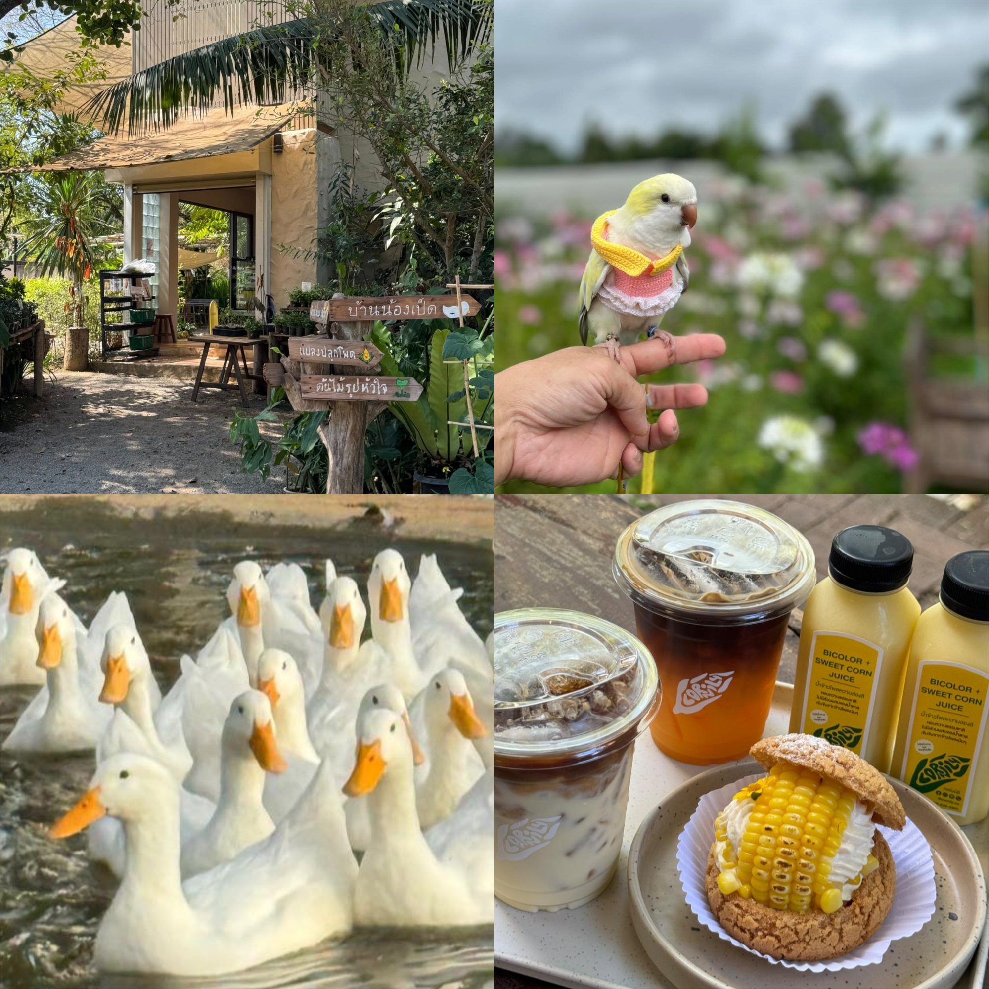 ไร่ข้าวโพดหวานคอร์นนิลี่ - Cornily Corn Farm