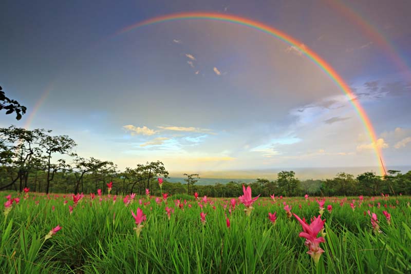 ทุ่งดอกกระเจียว อุทยานแห่งชาติไทรทอง