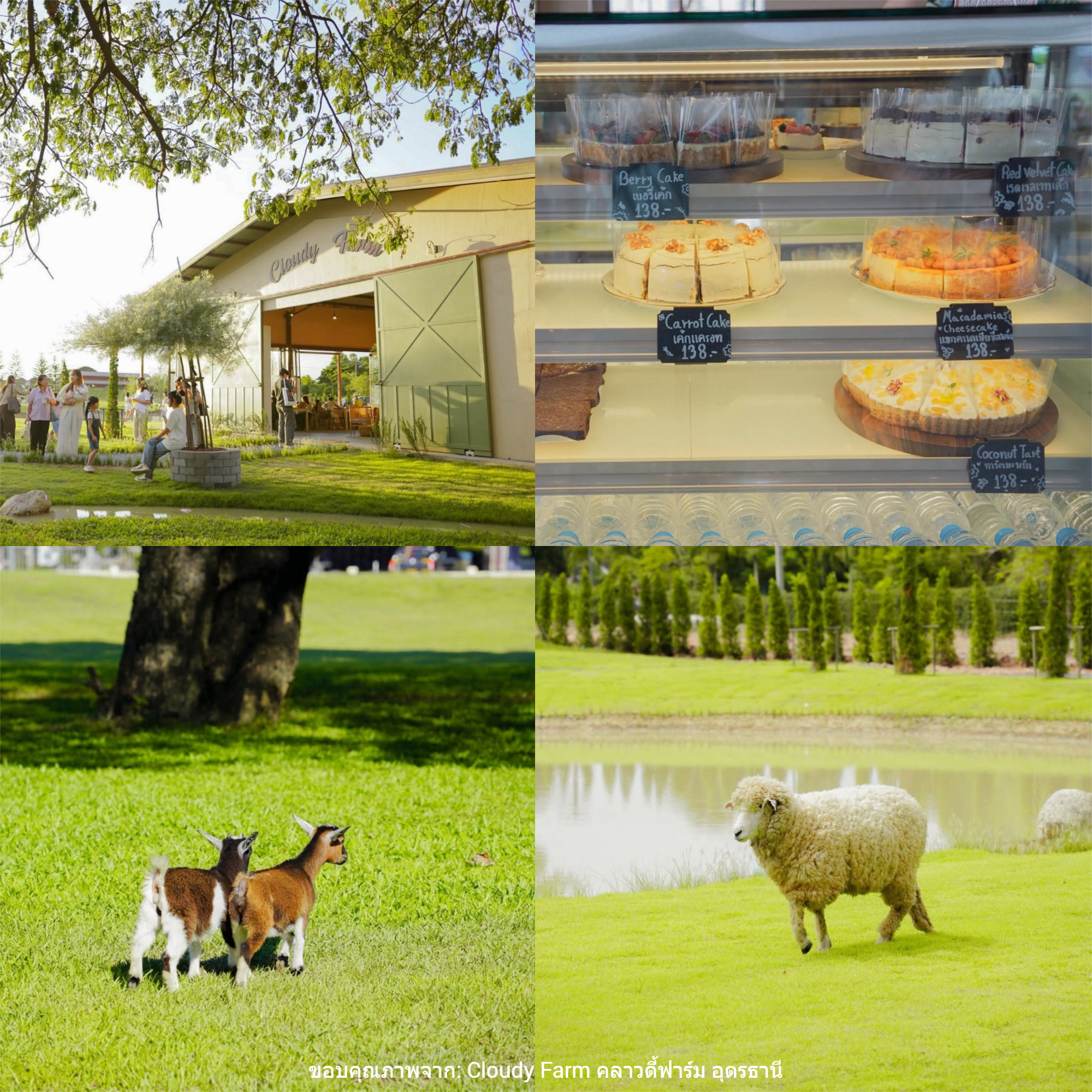 คาเฟ่ใกล้พืชสวนโลกอุดร Cloudy Farm
